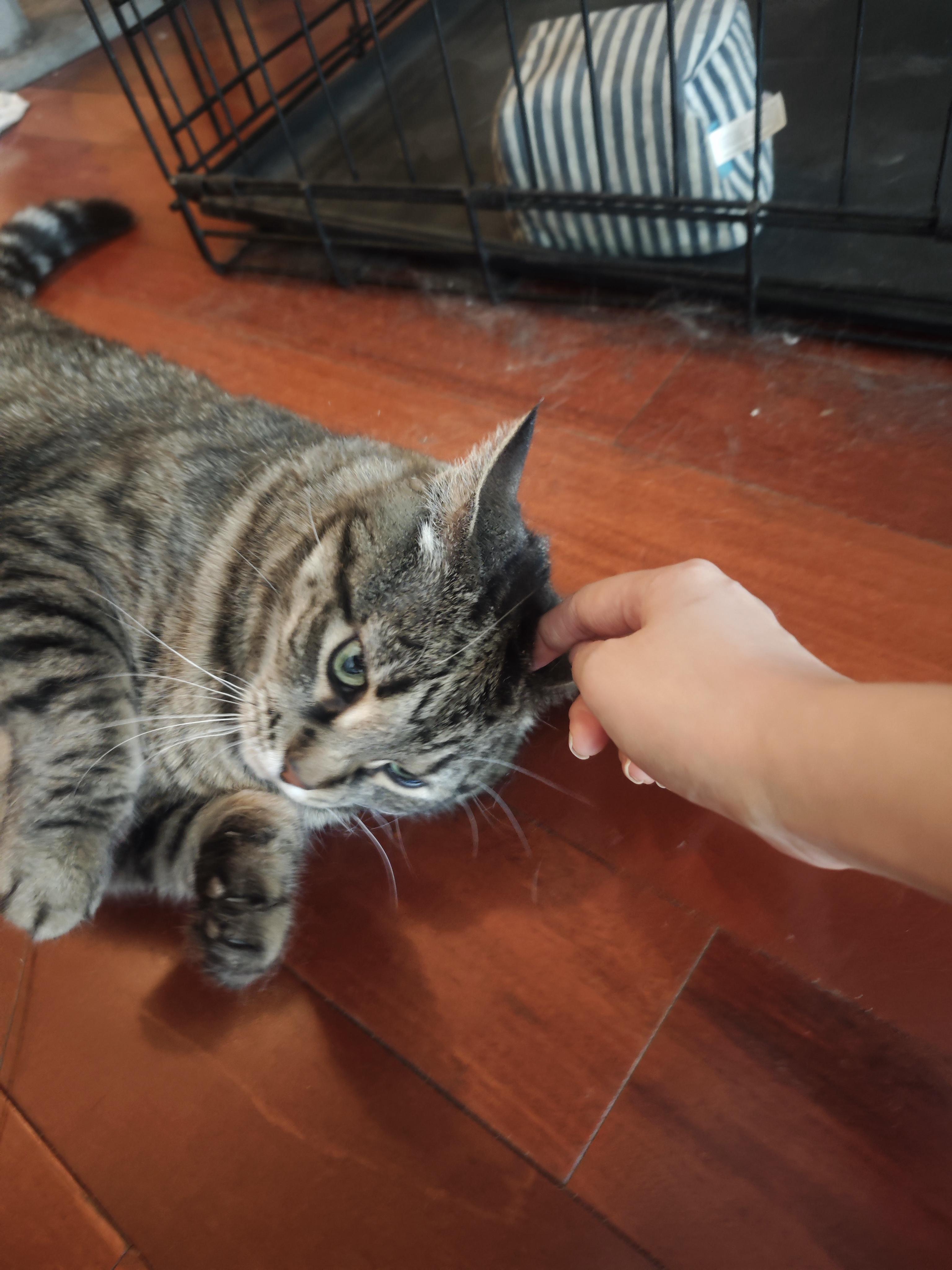 Hubble, a ADOPTABLE Domestic Short Hair in Bayonne, NJ image 4/4