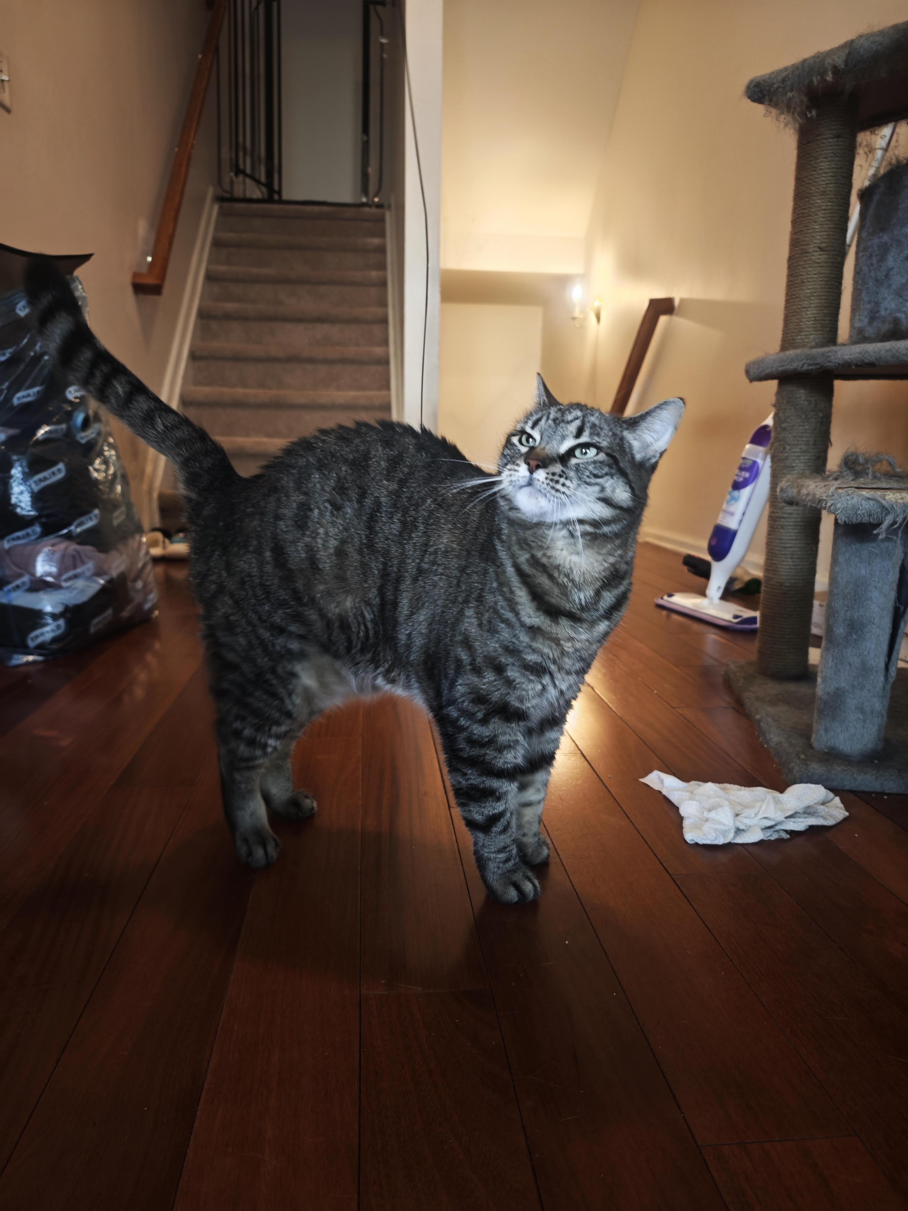 Hubble, a ADOPTABLE Domestic Short Hair in Bayonne, NJ image 3/4