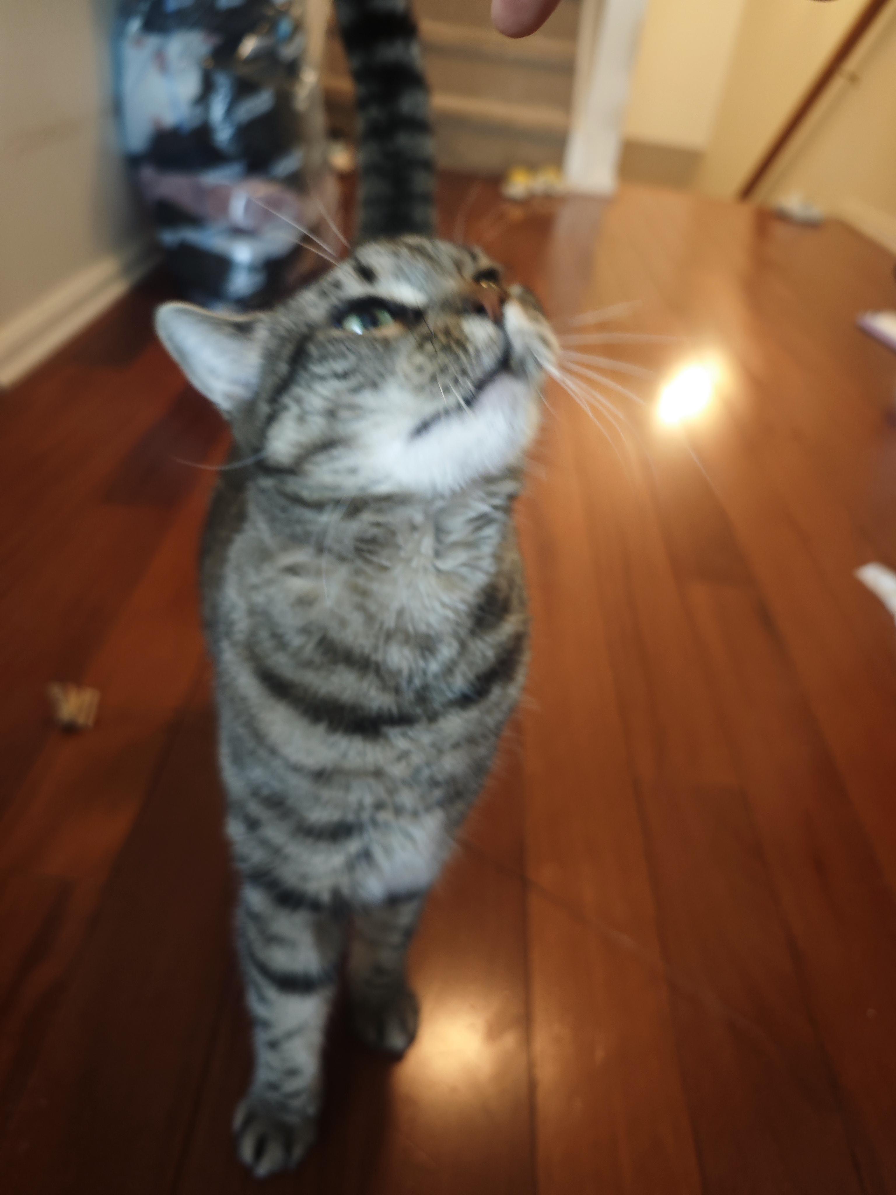 Hubble, a ADOPTABLE Domestic Short Hair in Bayonne, NJ image 2/4