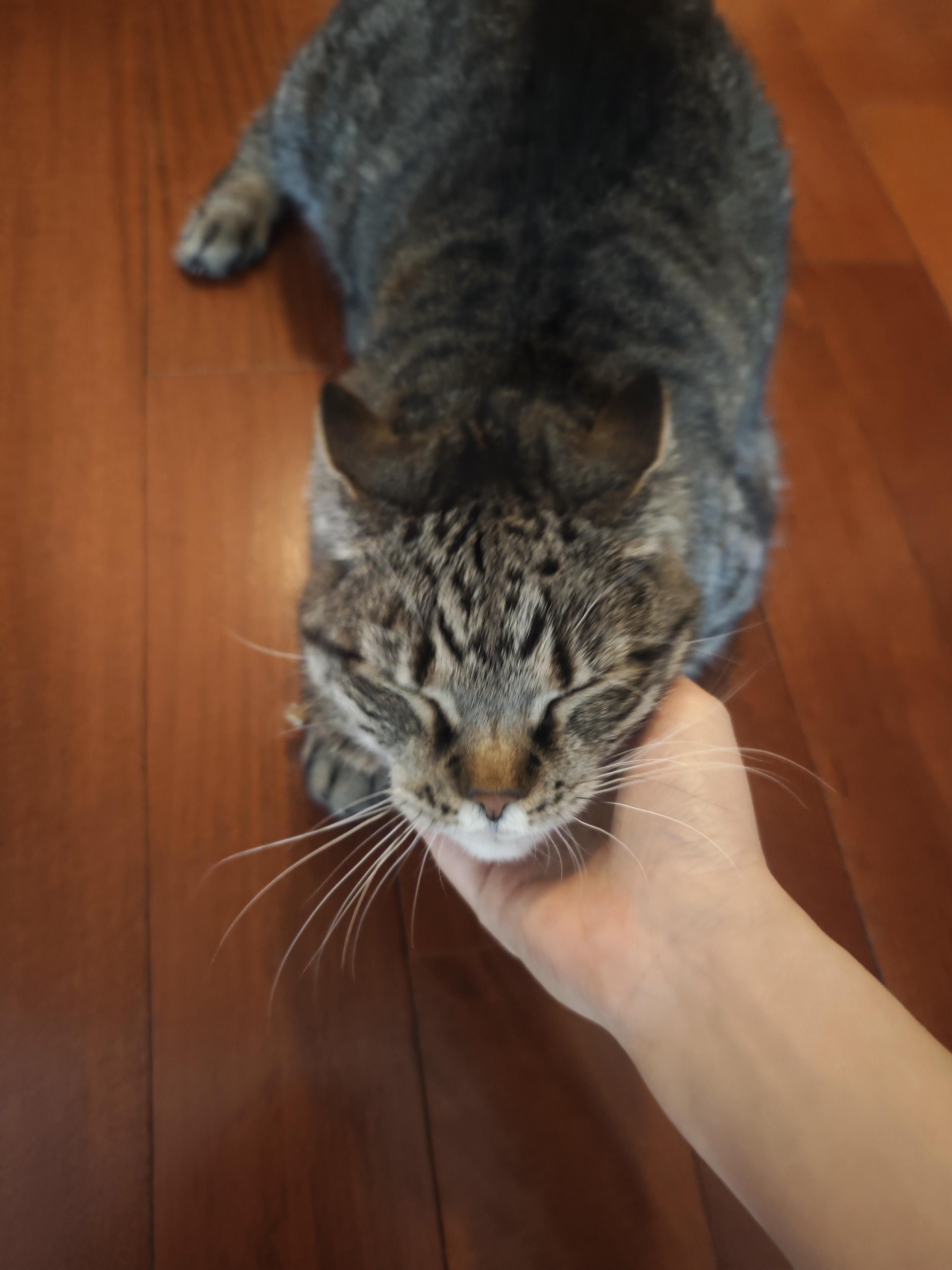 Hubble, ADOPTABLE, Senior Female Domestic Short Hair.