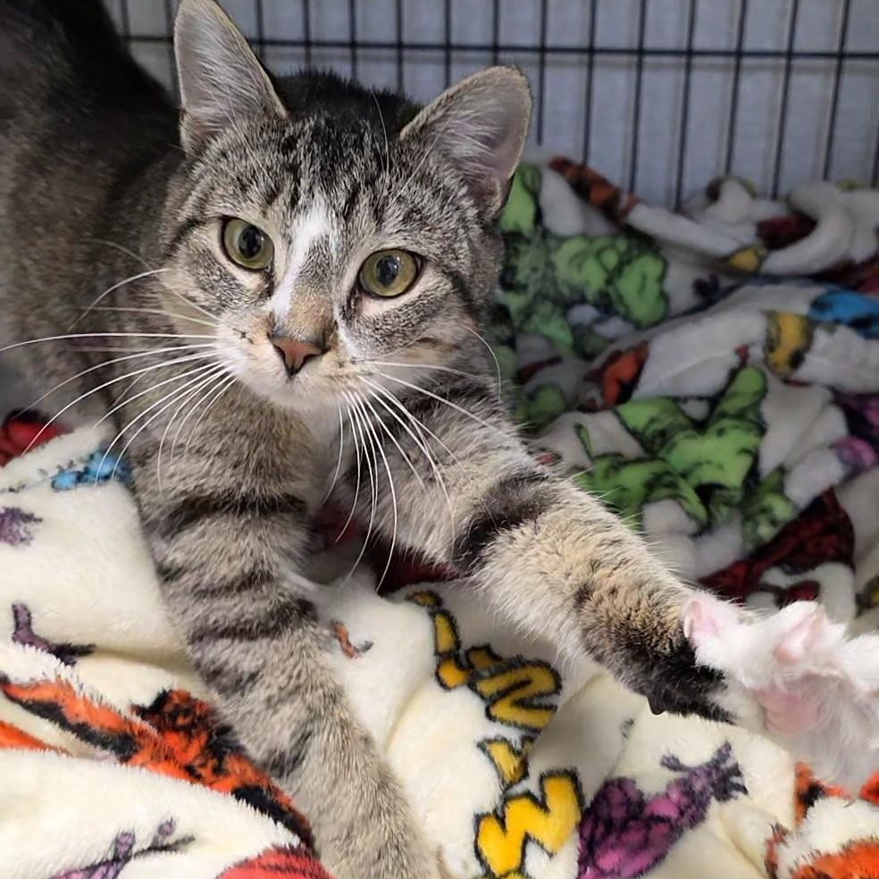 Mel, ADOPTABLE, Adult Female Domestic Short Hair.