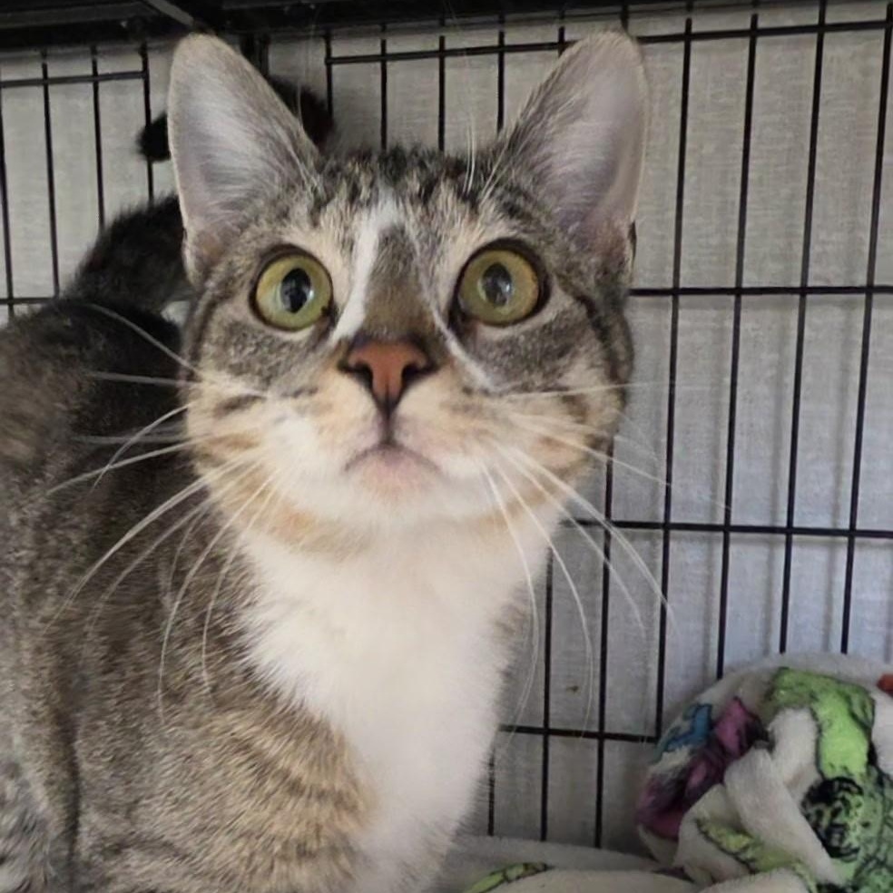 Enlarge Mel, a ADOPTABLE mixed breed in Smithtown, NY image 2/2