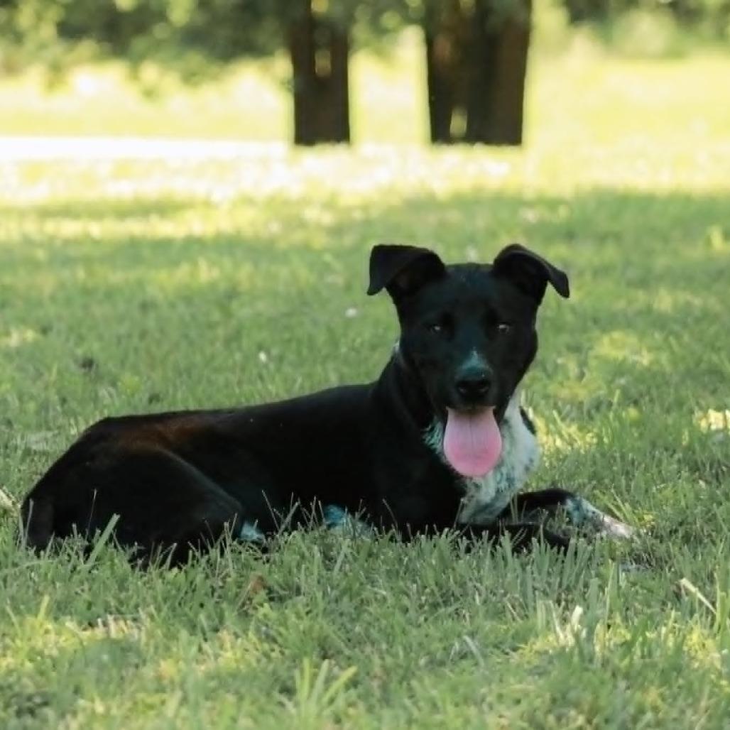 Enlarge Stormy, a Adoptable mixed breed in Madisonville, KY image 1/5