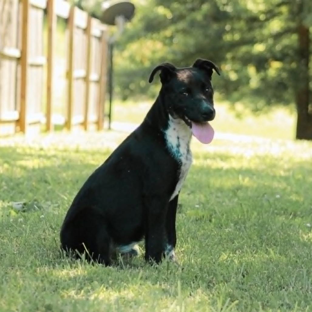 Enlarge Stormy, a Adoptable mixed breed in Madisonville, KY image 2/5