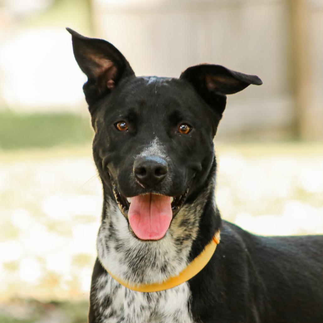 Enlarge Stormy, a Adoptable mixed breed in Madisonville, KY image 3/6