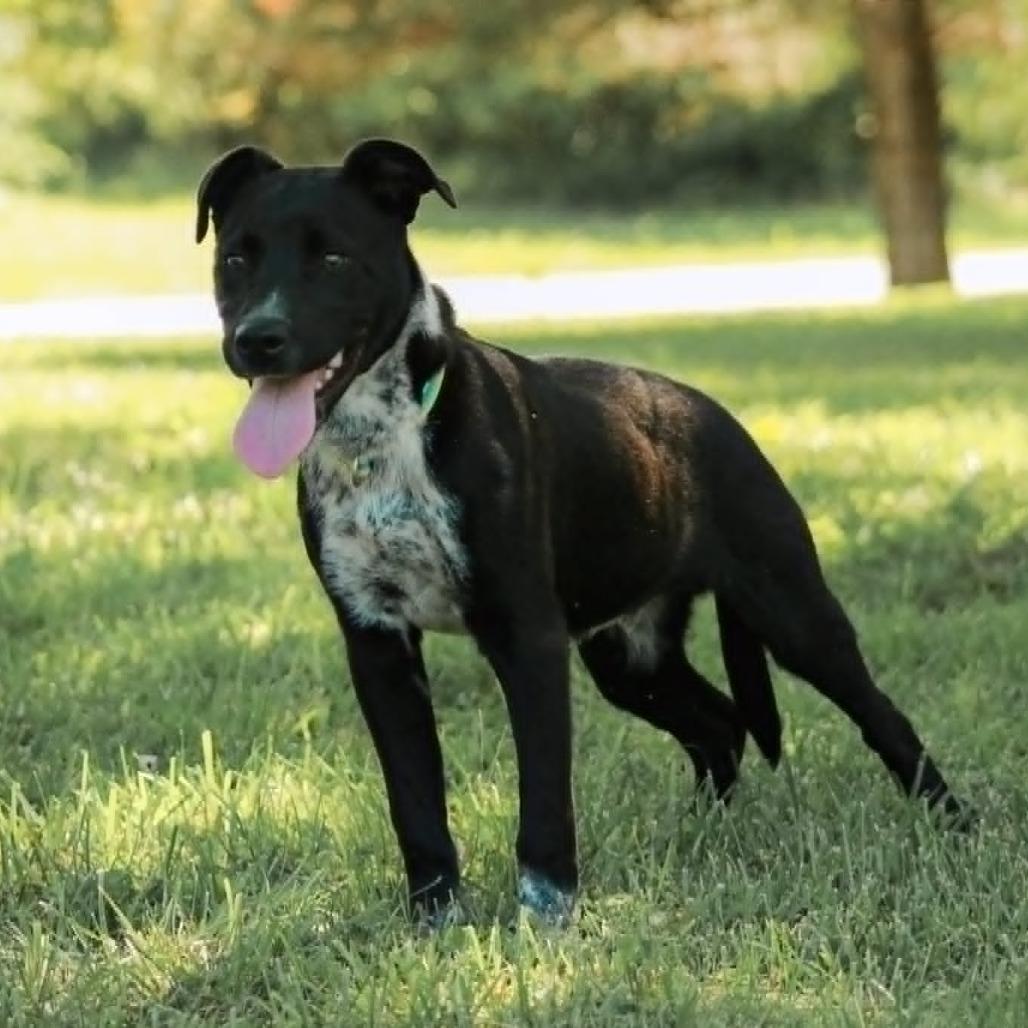 Enlarge Stormy, a Adoptable mixed breed in Madisonville, KY image 3/5
