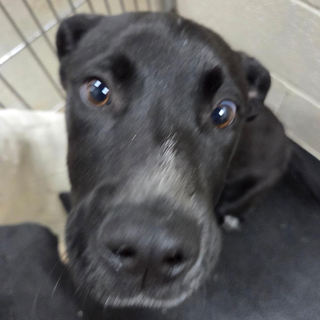 Enlarge Stormy, a Adoptable mixed breed in Madisonville, KY image 4/5