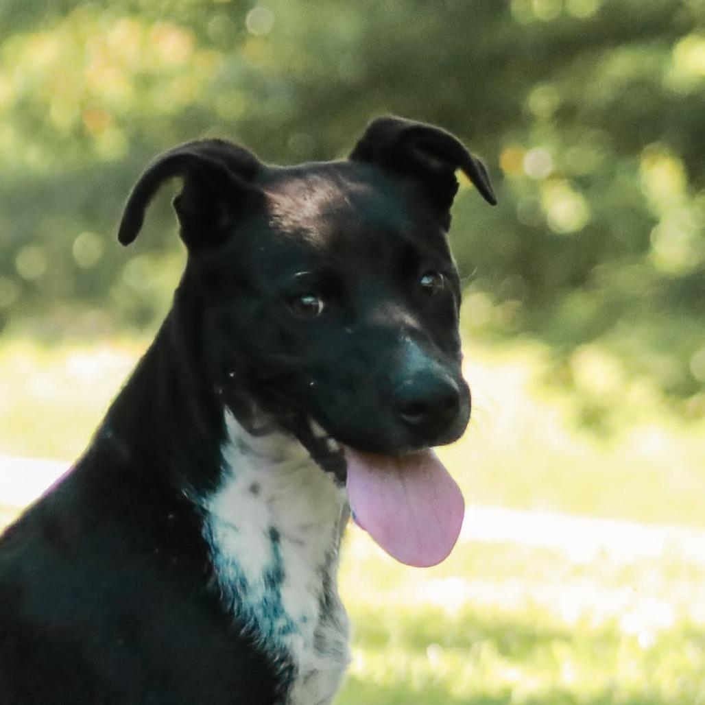 Enlarge Stormy, a Adoptable mixed breed in Madisonville, KY image 5/5