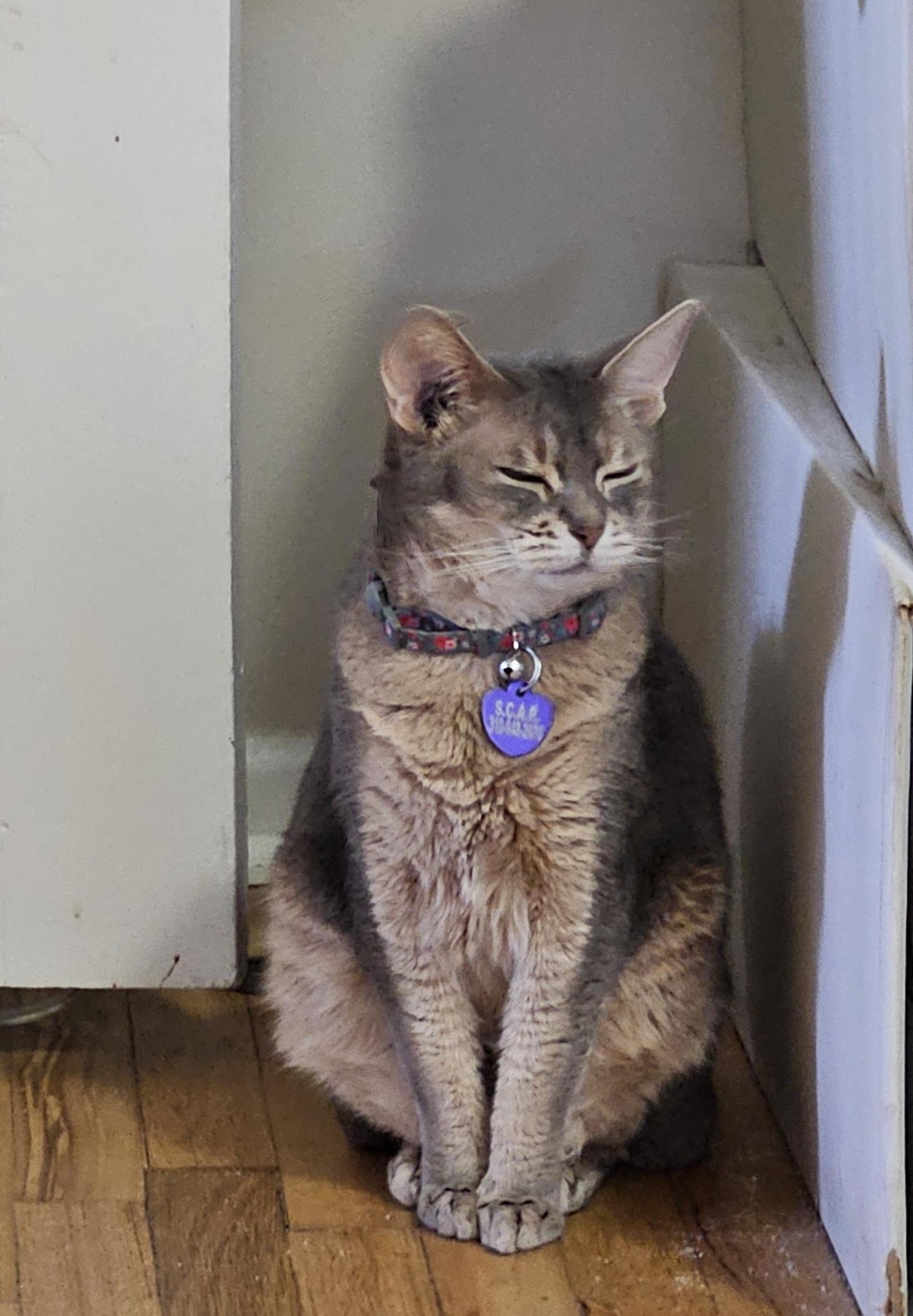 Enlarge Rainie, a ADOPTABLE Abyssinian in Whittier, CA image 1/2