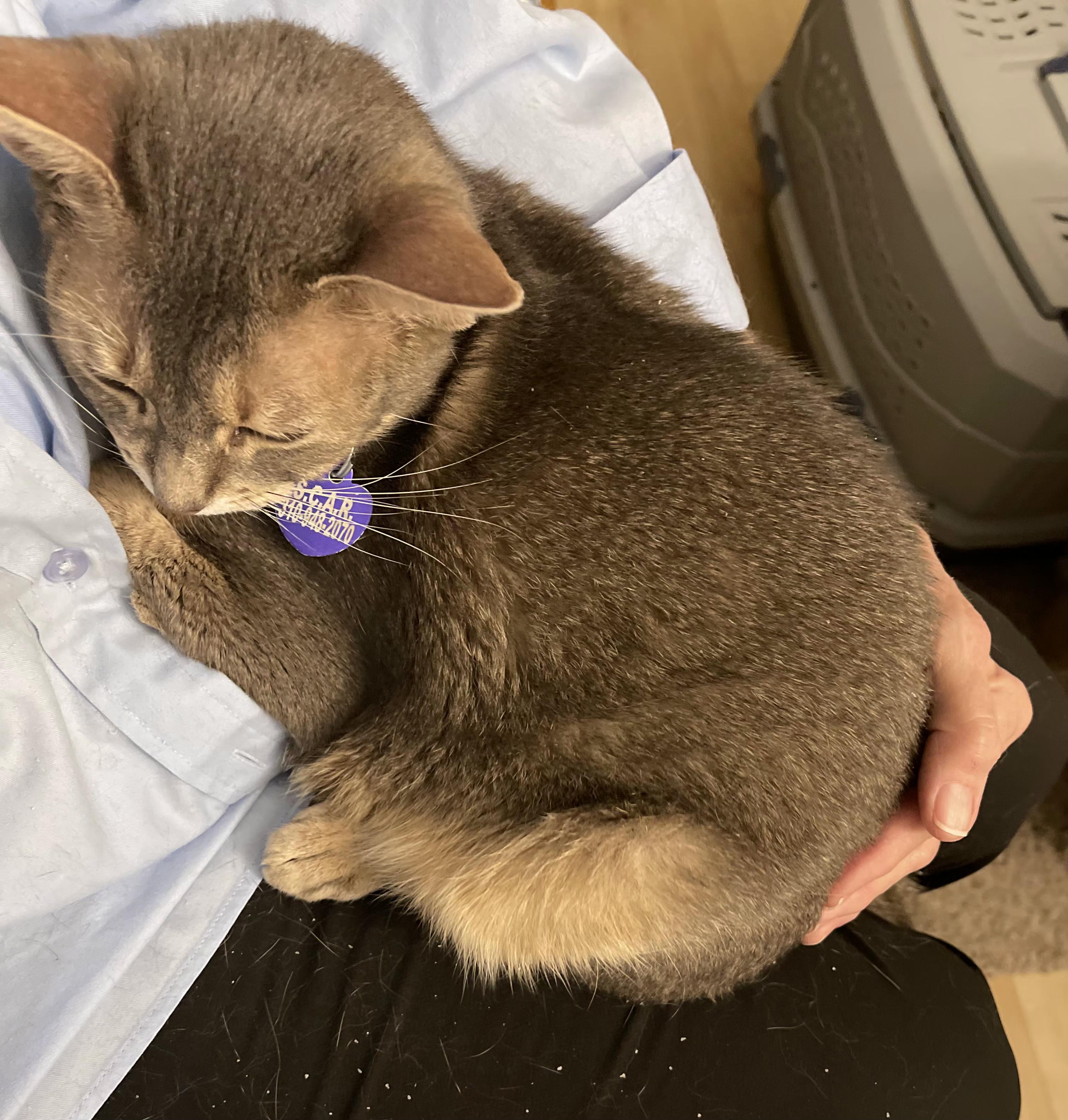 Enlarge Rainie, a Adoptable Abyssinian in Whittier, CA image 3/3