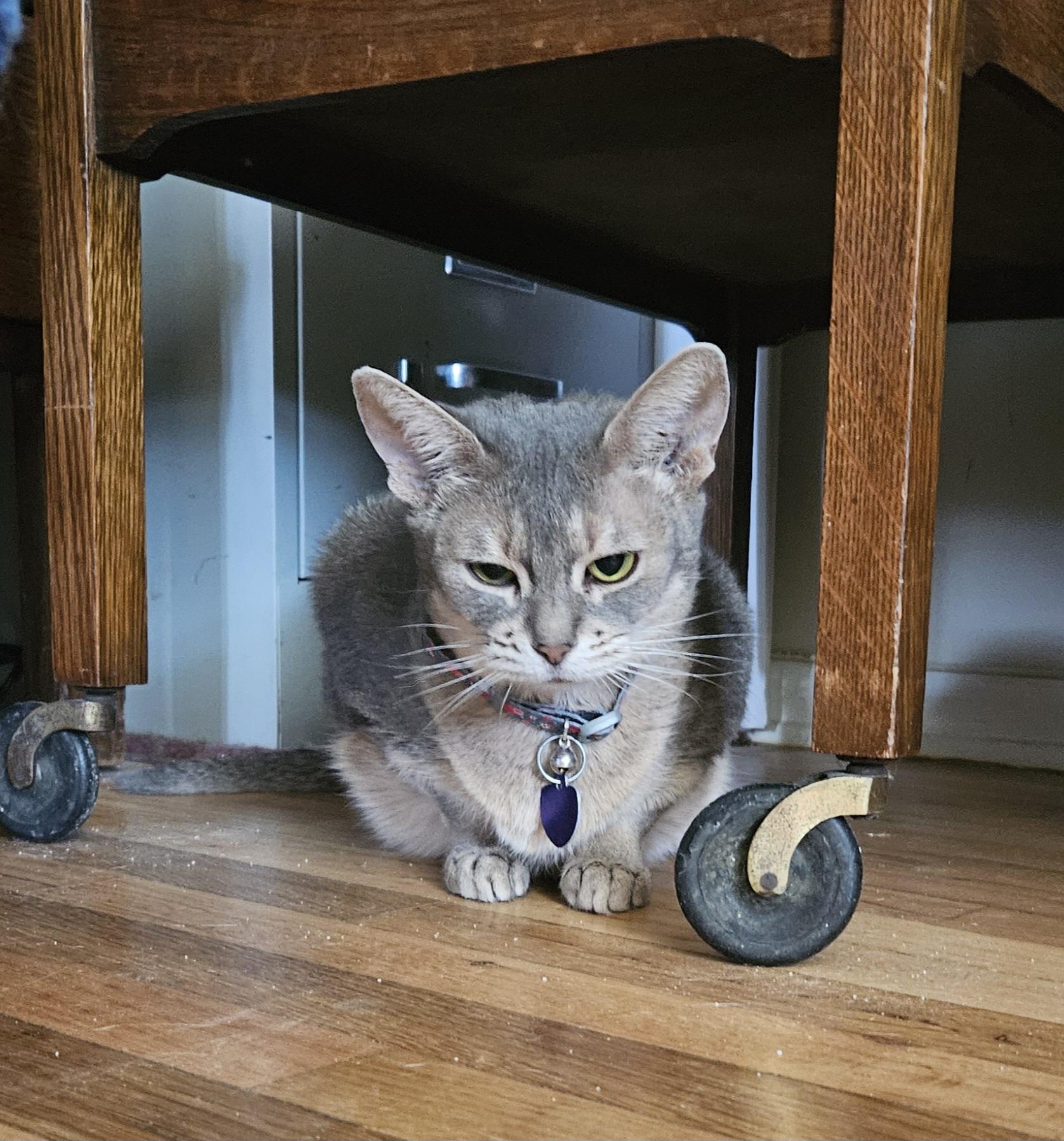 Enlarge Rainie, a ADOPTABLE Abyssinian in Whittier, CA image 2/2