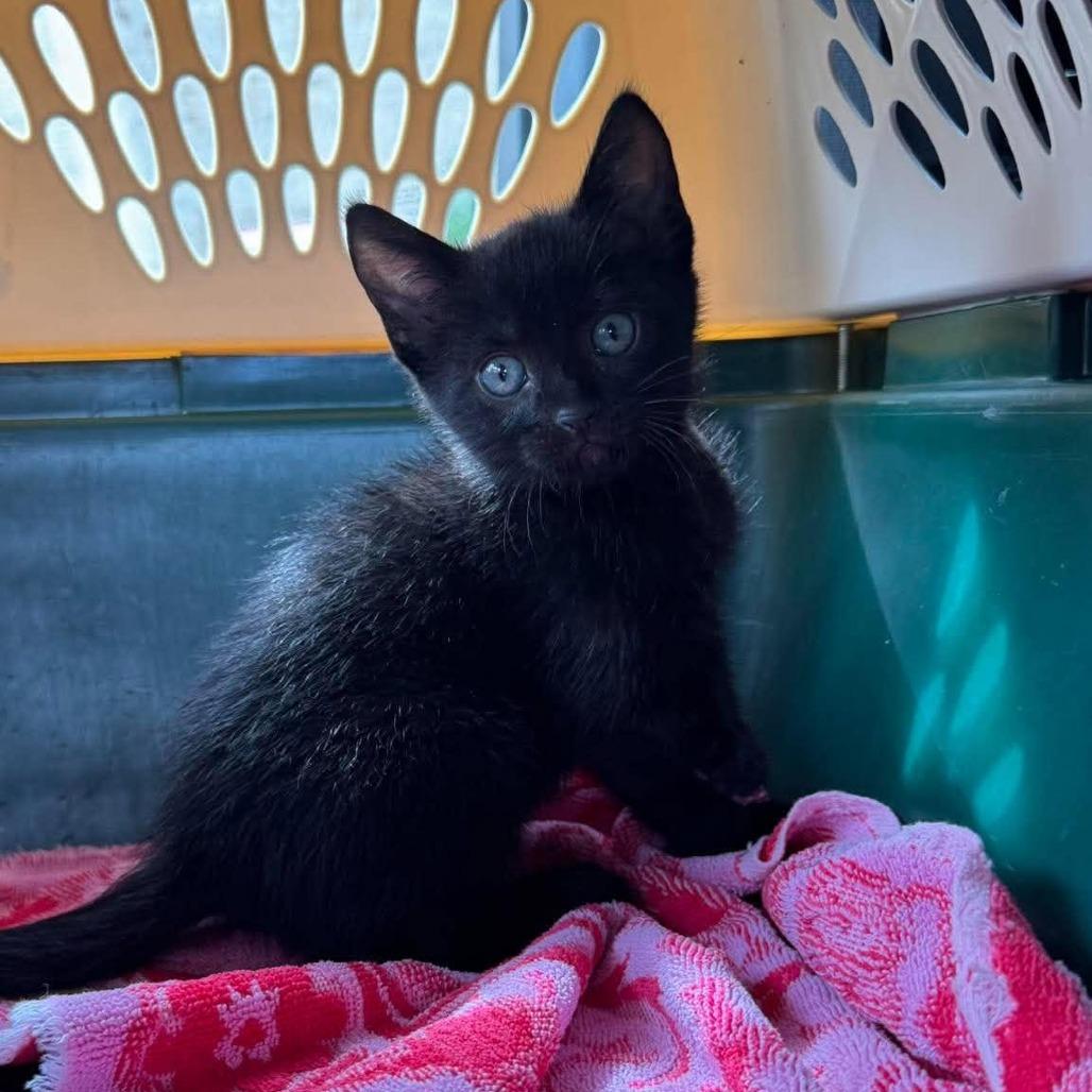 Midnight, Adoptable, Kitten Female Domestic Short Hair.