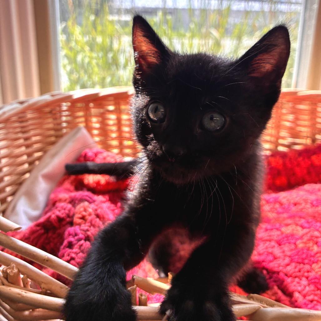Enlarge Midnight, a Adoptable Domestic Short Hair in Manhattan, KS image 2/3