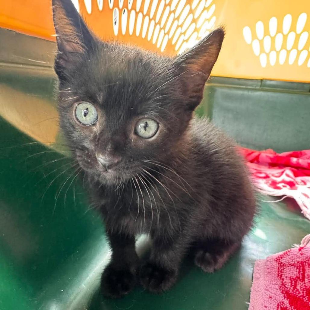Enlarge Midnight, a Adoptable Domestic Short Hair in Manhattan, KS image 3/3