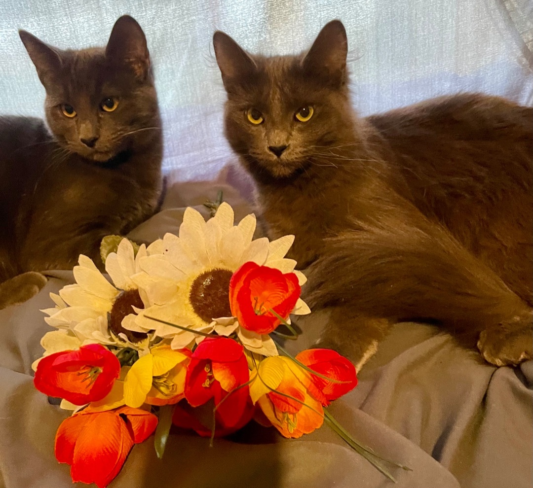Enlarge Earl & Pearl, a Adopted mixed breed in Langley, WA image 1/6
