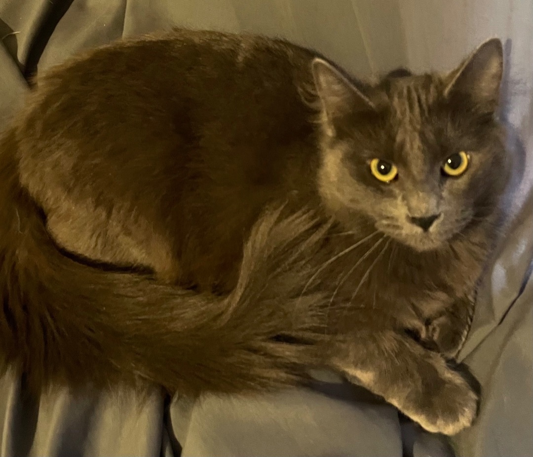 Enlarge Earl & Pearl, a Adopted mixed breed in Langley, WA image 6/6