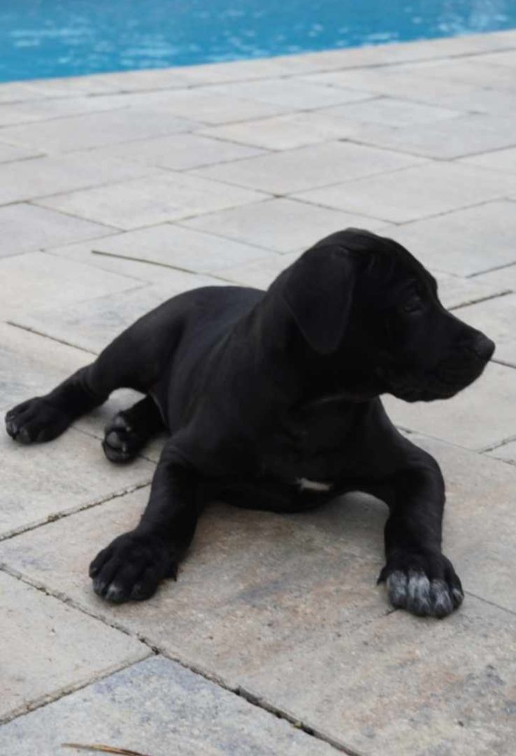 Enlarge Levi, a Adopted mixed breed in ocala, FL image 1/1