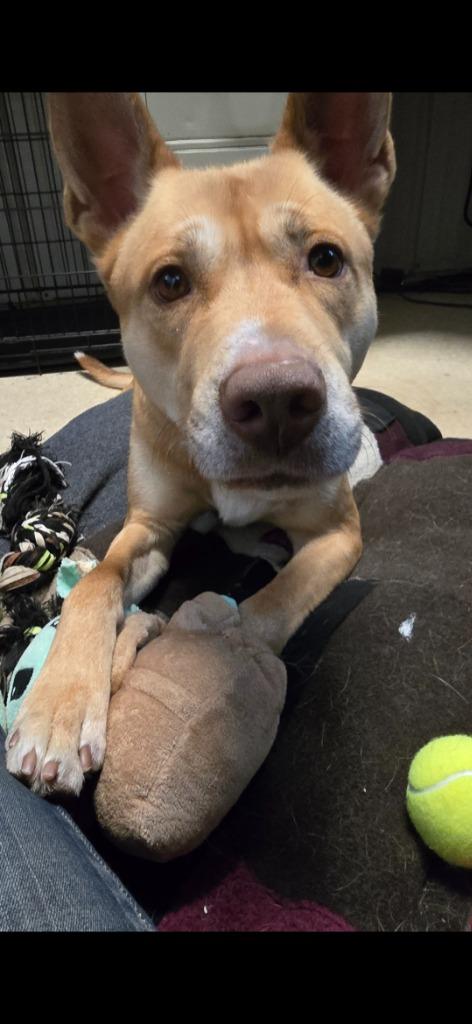 Enlarge Sergeant, a Adoptable mixed breed in Virginia, MN image 1/3