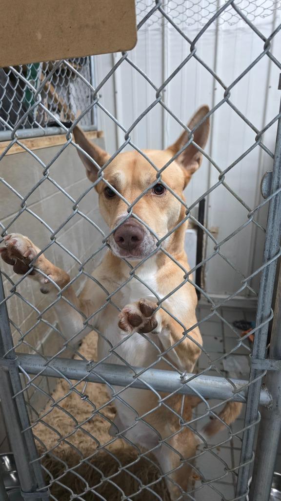 Enlarge Sergeant, a Adoptable mixed breed in Virginia, MN image 1/3
