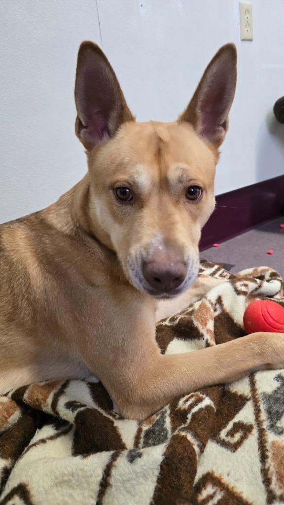 Enlarge Sergeant, a Adoptable mixed breed in Virginia, MN image 2/3