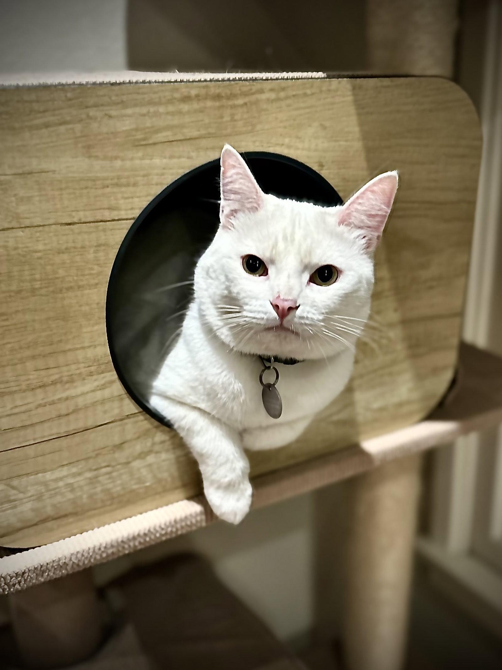 Enlarge Milky, a Adoptable mixed breed in Long Beach, CA image 1/3