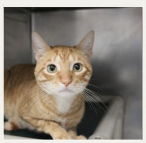 Scorch, Adoptable, Young Male Domestic Short Hair.