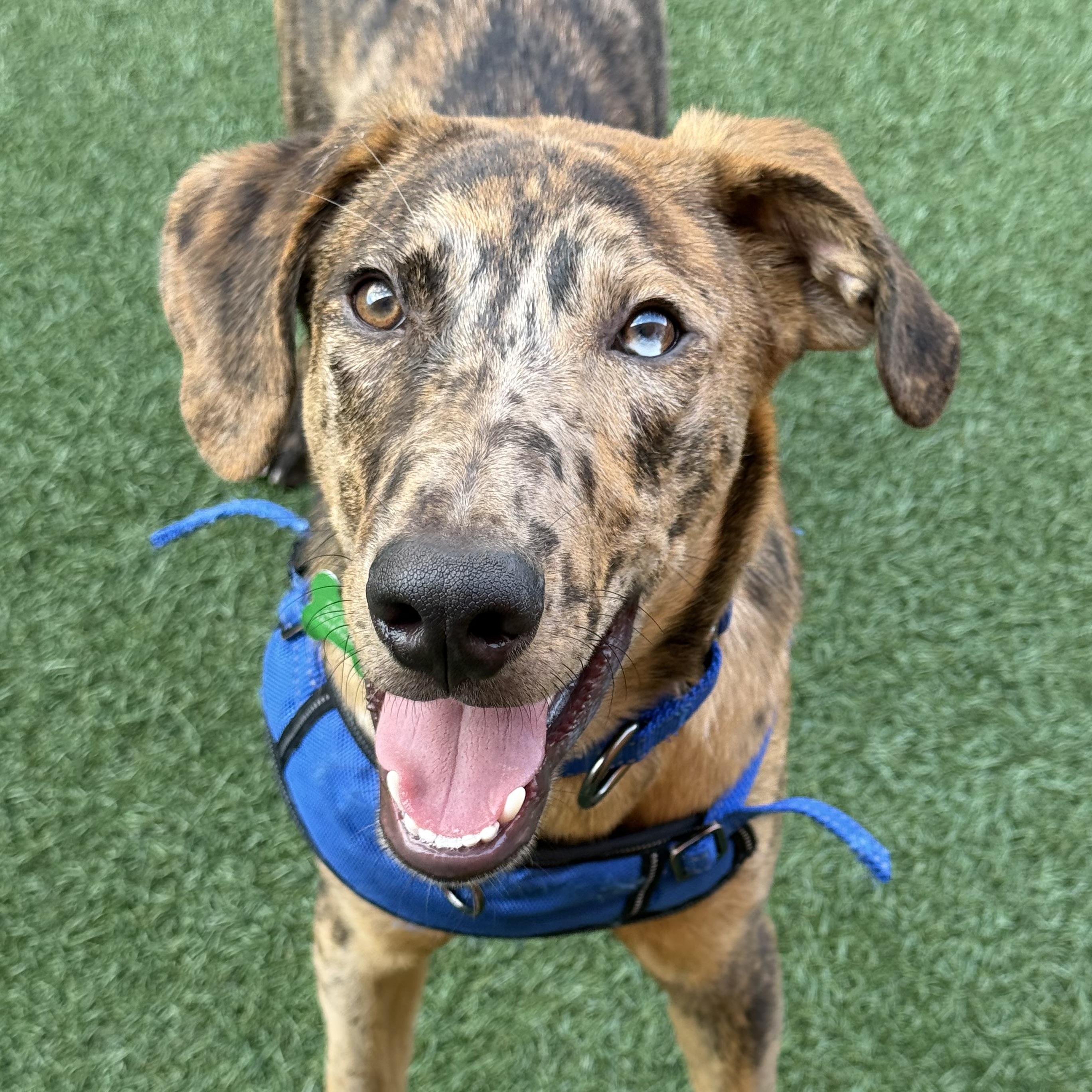 Ruckus, adoptable, Young Male Catahoula Leopard Dog.
