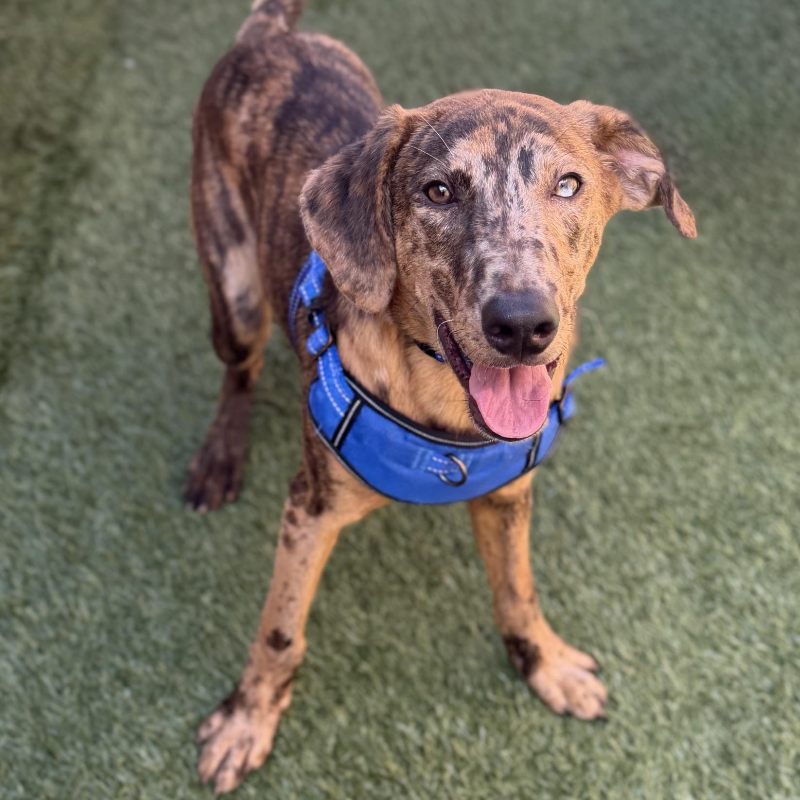 Enlarge Ruckus, an adoptable mixed breed in Schaumburg, IL image 3/5