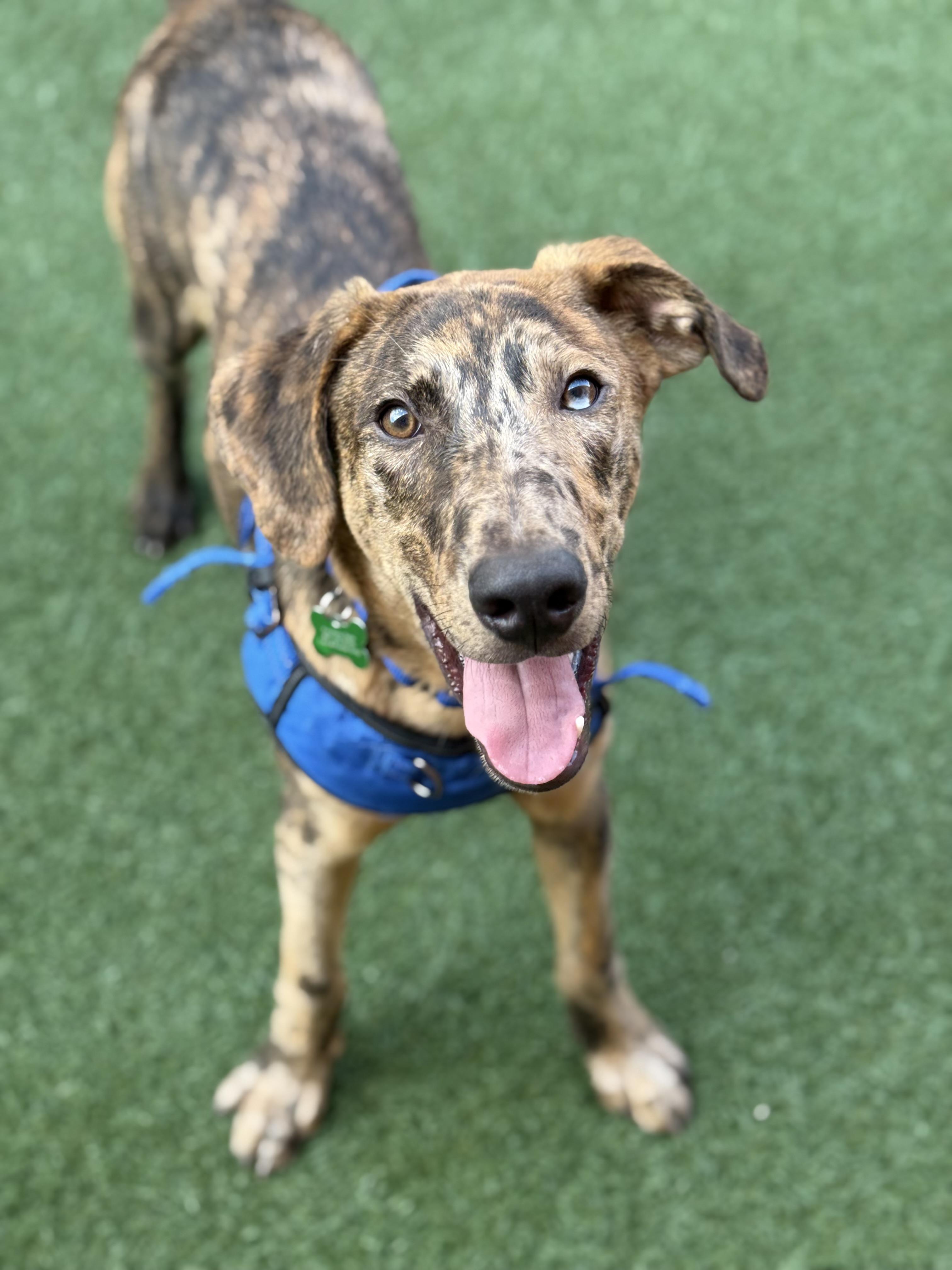 Enlarge Ruckus, an adoptable mixed breed in Schaumburg, IL image 2/5