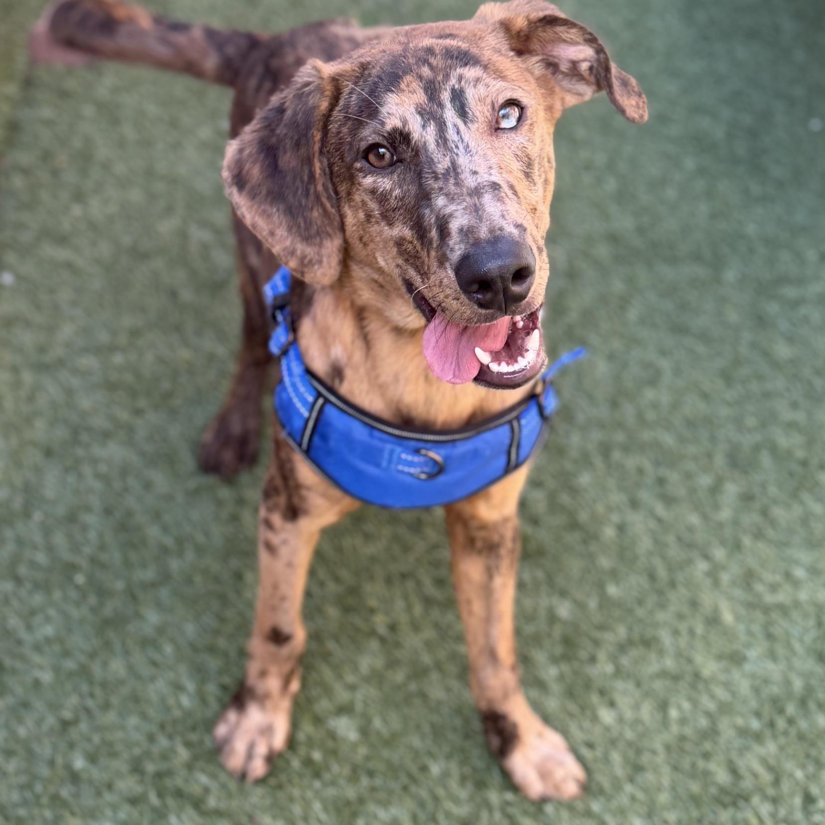 Enlarge Ruckus, an adoptable mixed breed in Schaumburg, IL image 4/5
