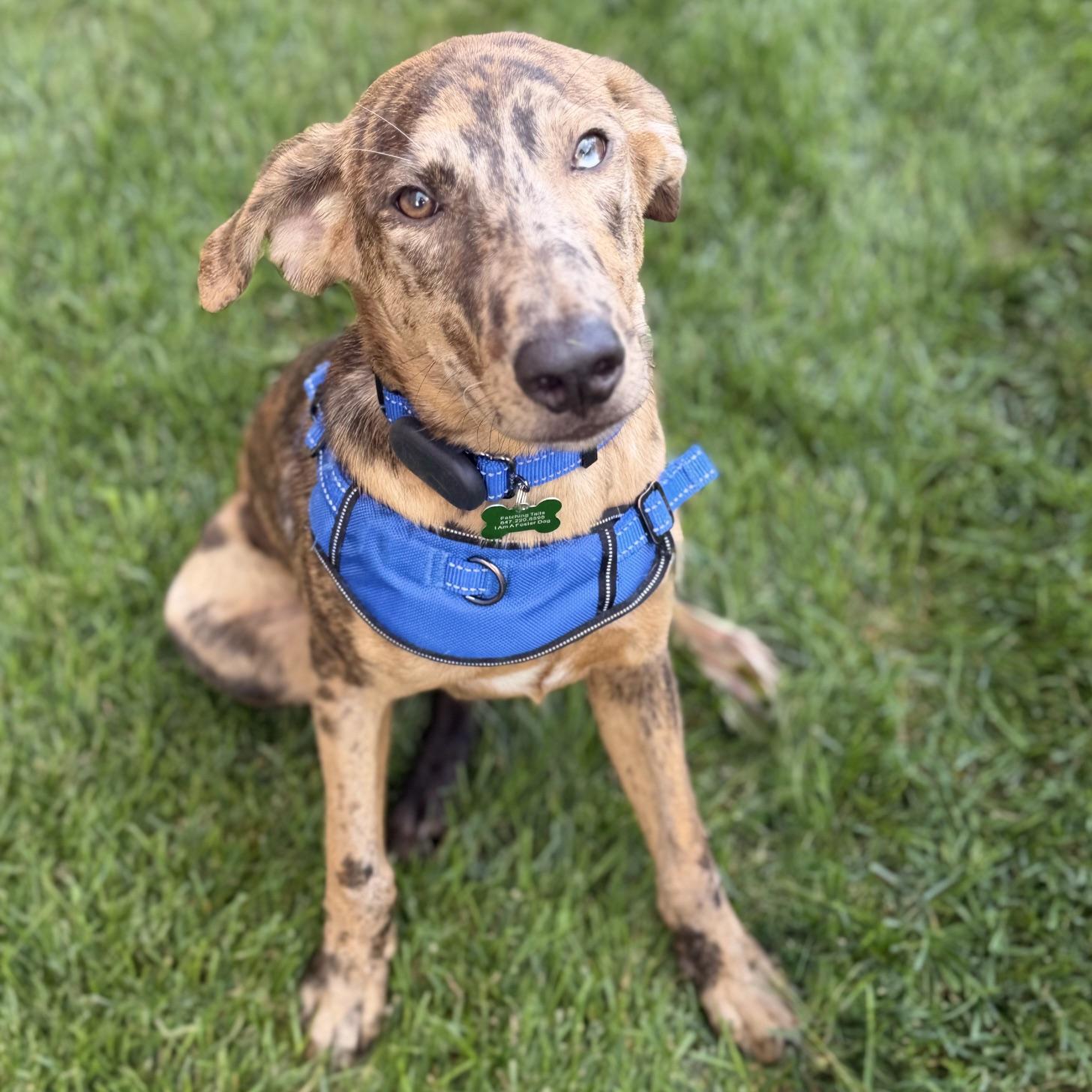 Enlarge Ruckus, an adoptable mixed breed in Schaumburg, IL image 5/5