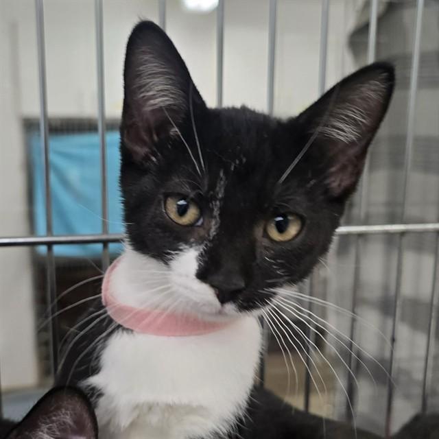 MOOGLE, Adoptable, Kitten Female Domestic Short Hair.