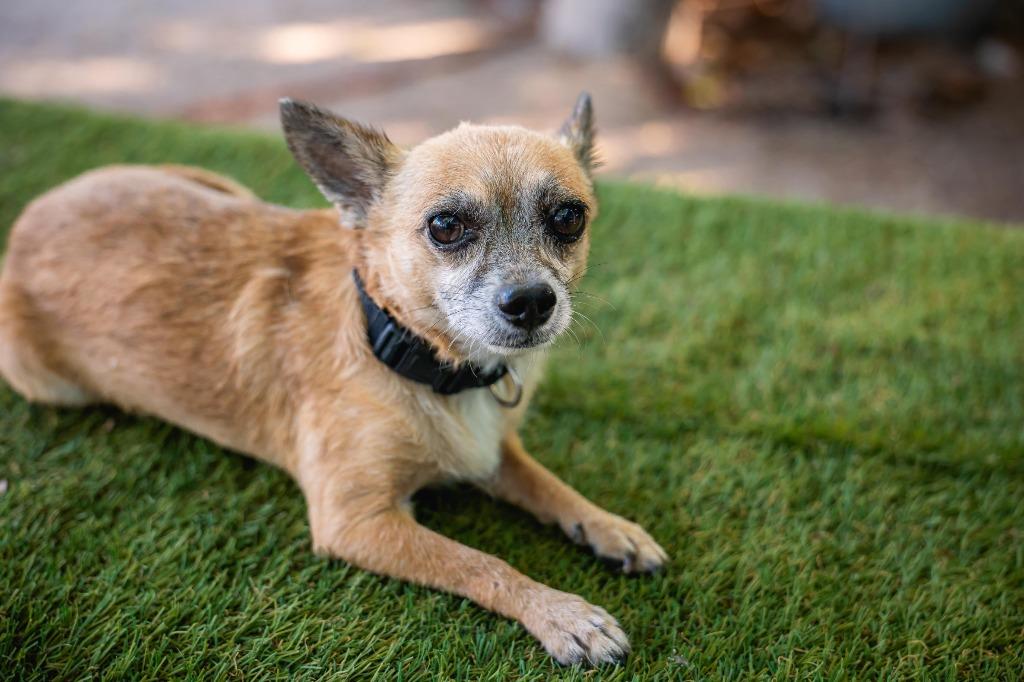 Tachito, Adoptable, Senior Male Chihuahua.