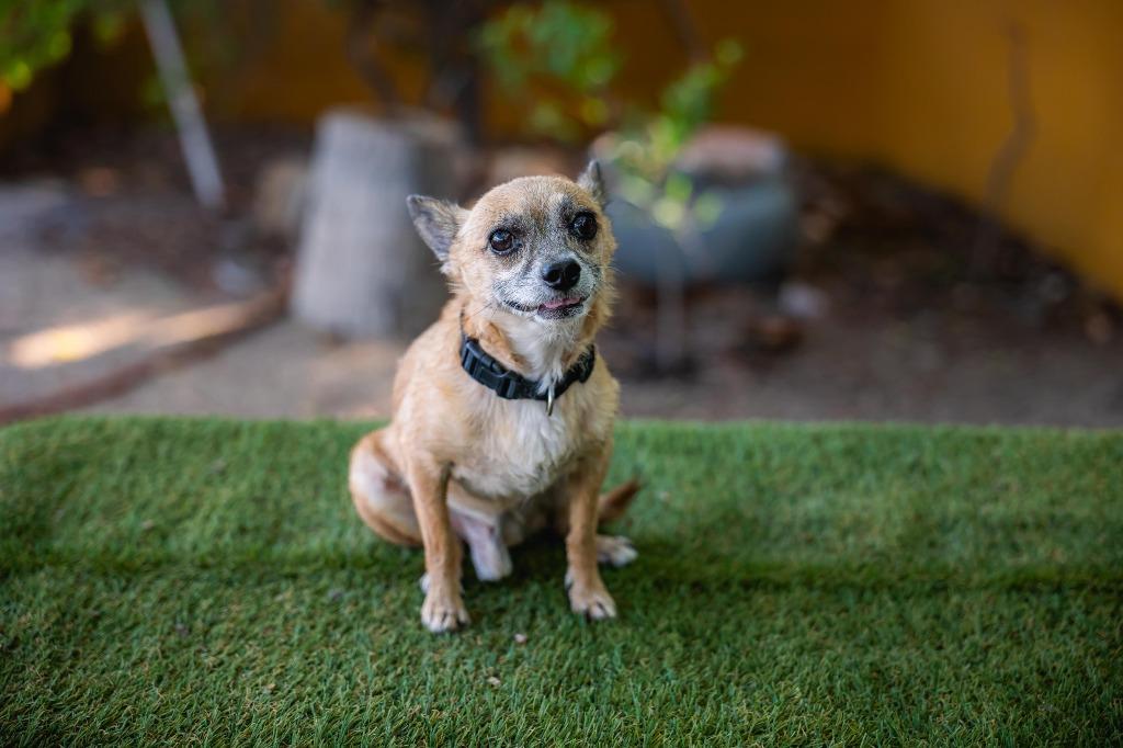 Enlarge Tachito, a Adoptable Chihuahua in Anacortes, WA image 2/6