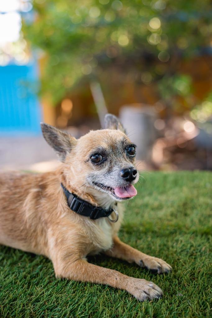 Enlarge Tachito, a Adoptable Chihuahua in Anacortes, WA image 3/6