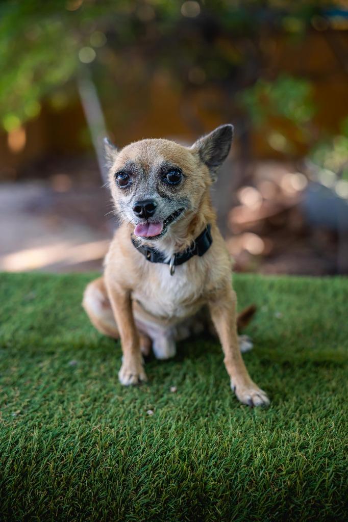 Enlarge Tachito, a Adoptable Chihuahua in Anacortes, WA image 4/6