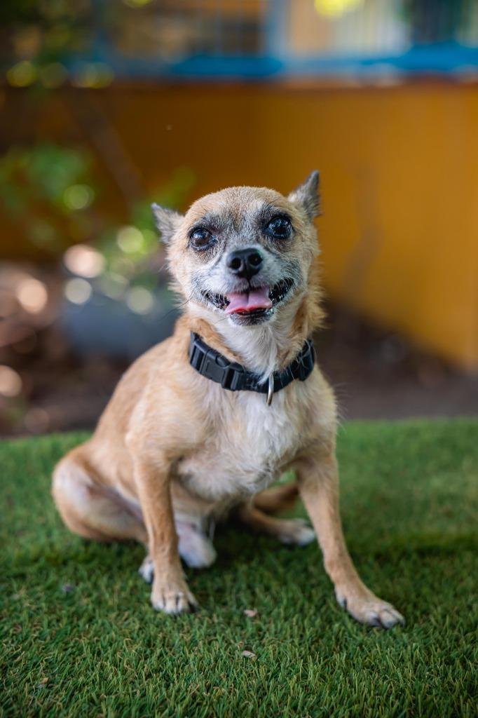 Enlarge Tachito, a Adoptable Chihuahua in Anacortes, WA image 5/6