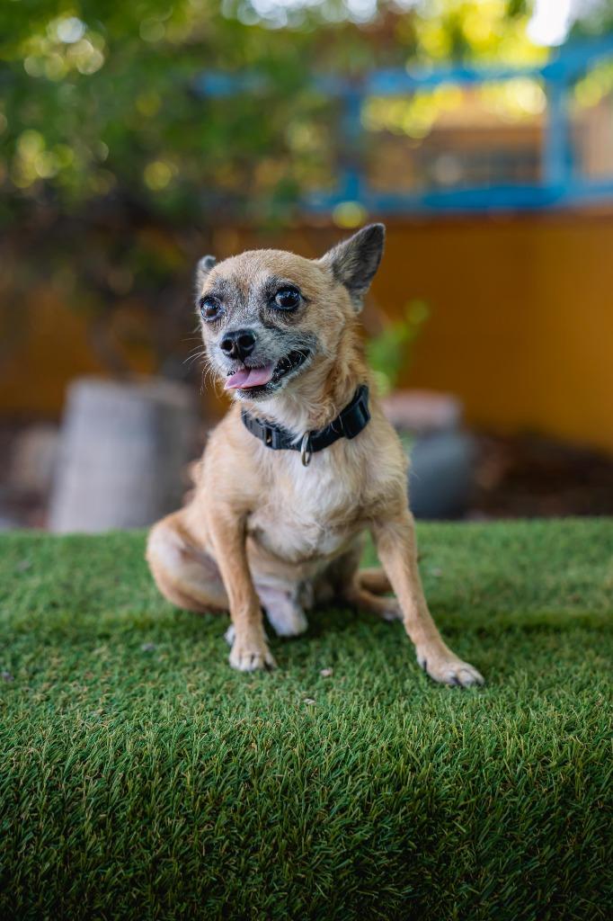 Enlarge Tachito, a Adoptable Chihuahua in Anacortes, WA image 6/6