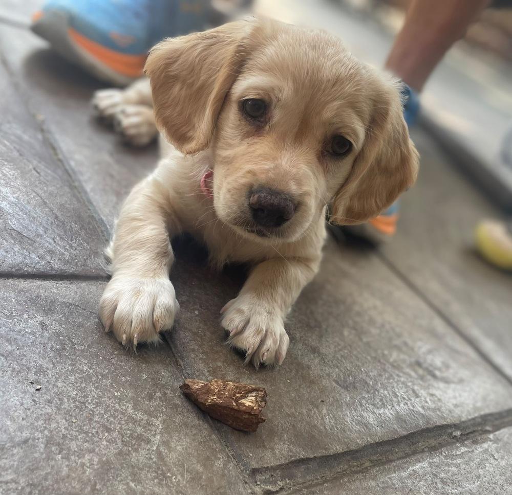 Daviserit / Coral, Adoptable, Puppy Female Golden Retriever & Mixed Breed.