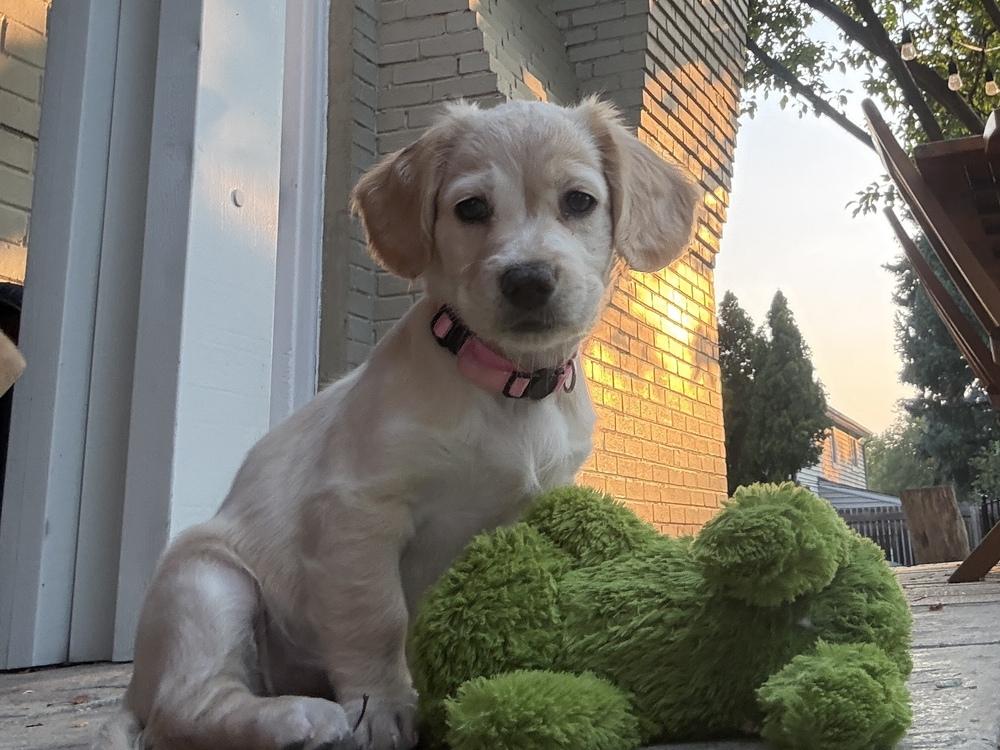 Daviserit / Coral, a Adoptable mixed breed in Broomfield, CO image 2/6