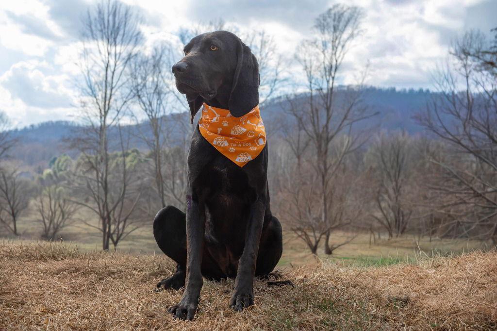 Enlarge King, a Adoptable Coonhound in Lovingston, VA image 1/3