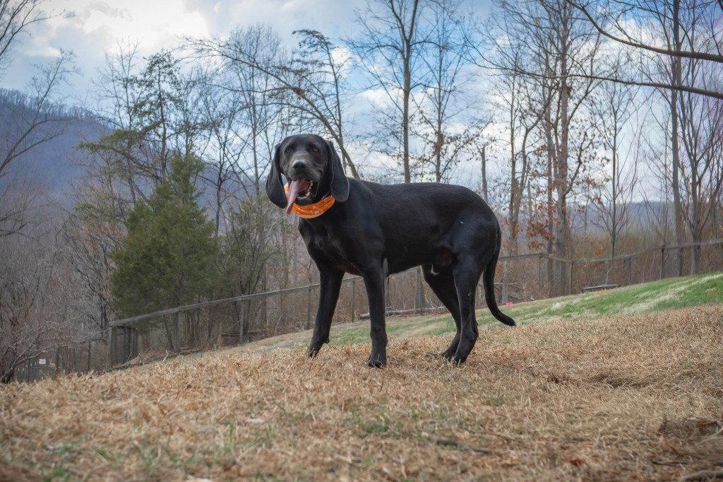 Enlarge King, a Adoptable Coonhound in Lovingston, VA image 2/3
