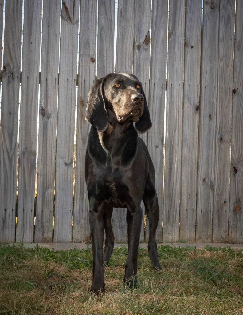 King, Adoptable, Adult Male Coonhound.