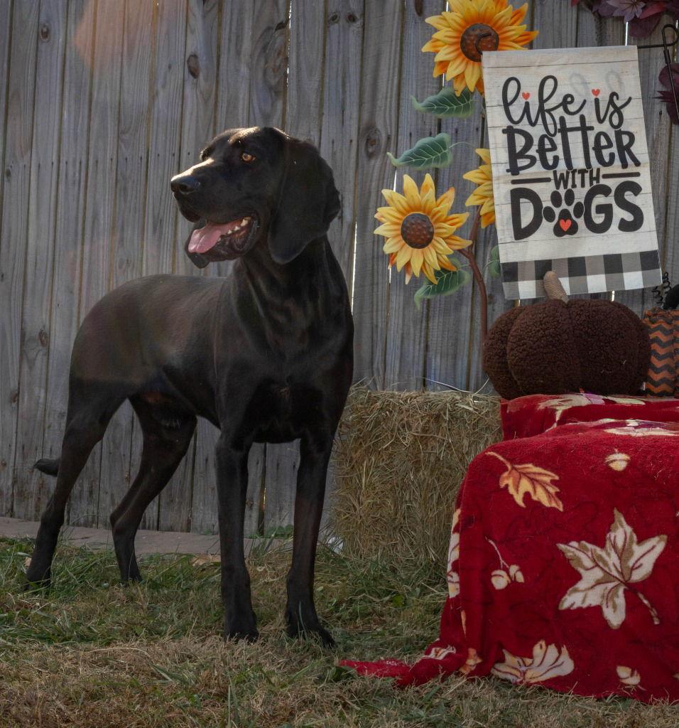 Enlarge King, a Adoptable Coonhound in Lovingston, VA image 2/3