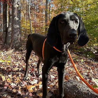 Enlarge King, a Adoptable Coonhound in Lovingston, VA image 3/3