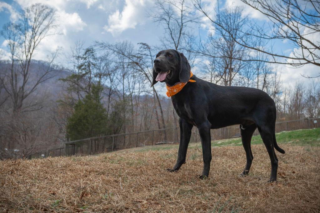 Enlarge King, a Adoptable Coonhound in Lovingston, VA image 3/3