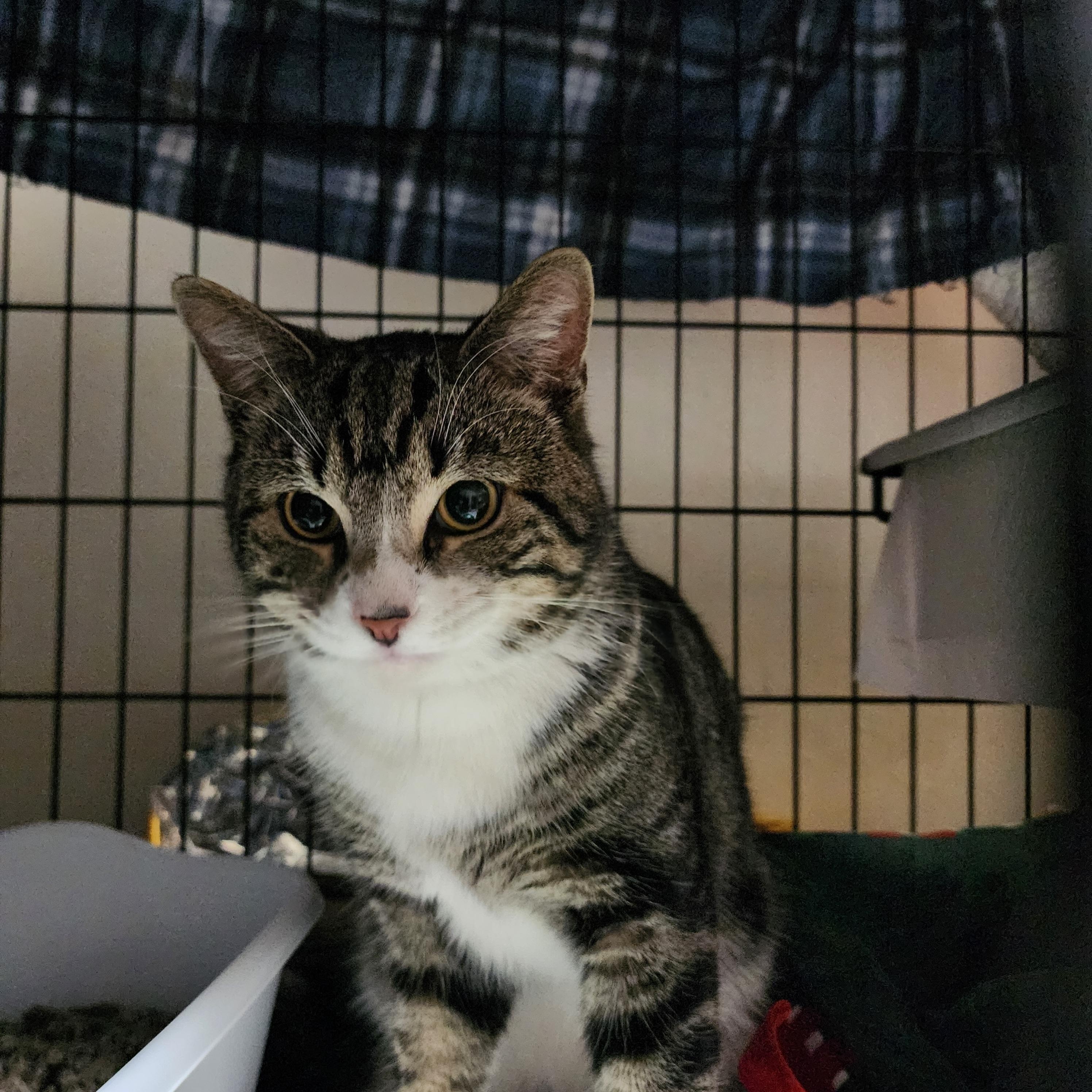 Gingie, adopted, Young Male Domestic Short Hair.