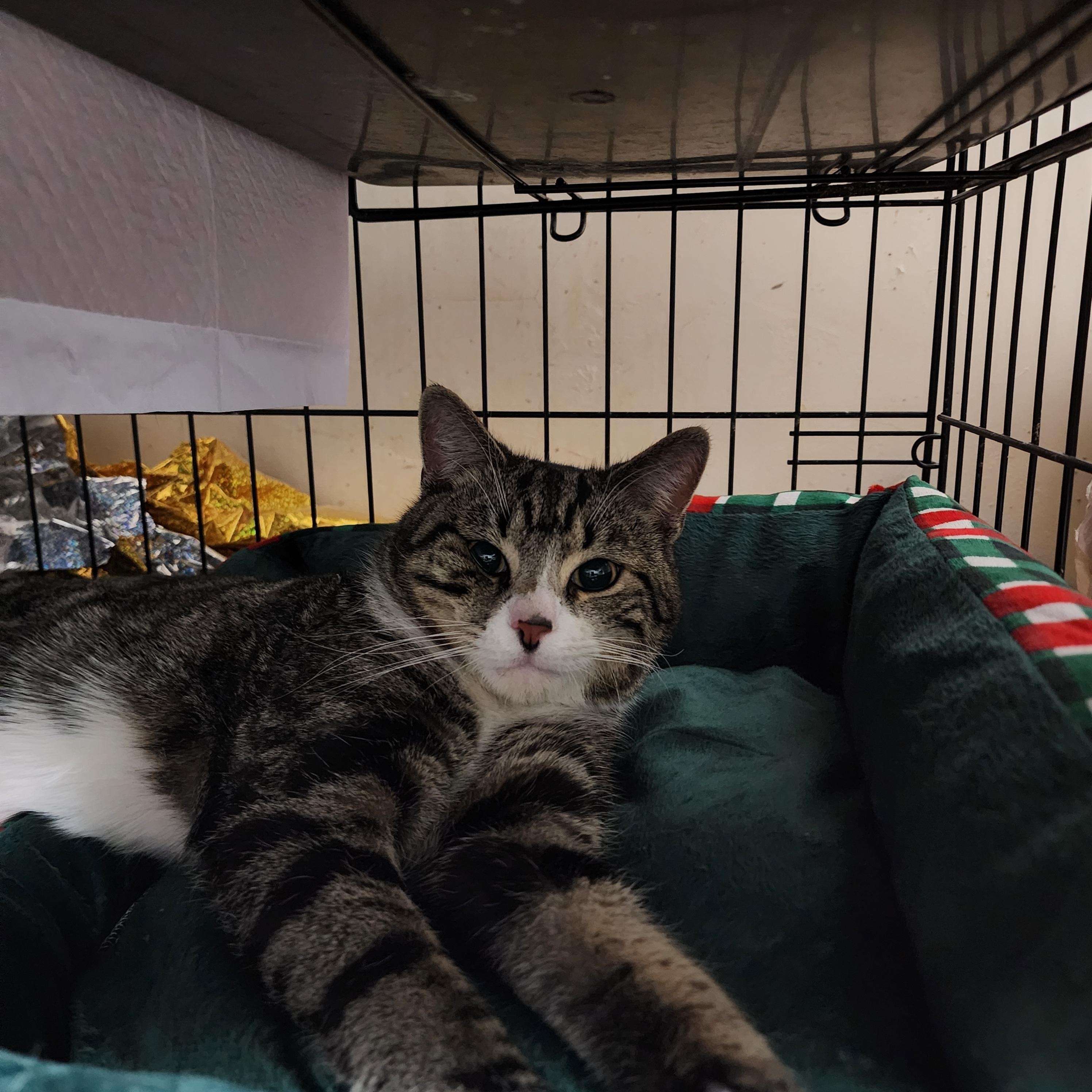 Gingie, an adopted mixed breed in New York, NY image 3/4