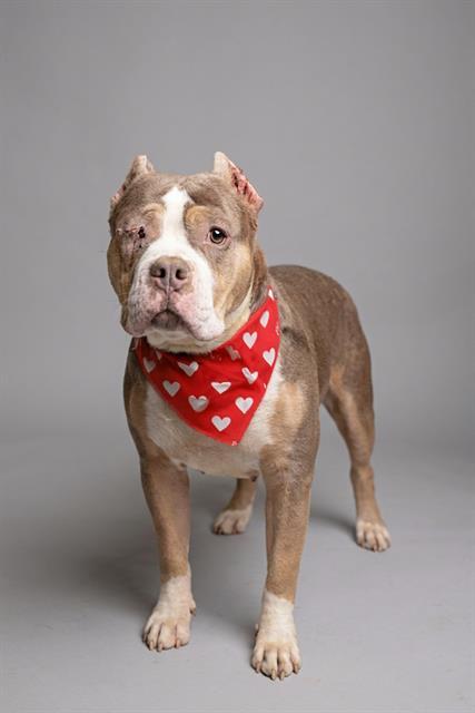Enlarge VAL, a Adoptable mixed breed in Belleville, IL image 1/1