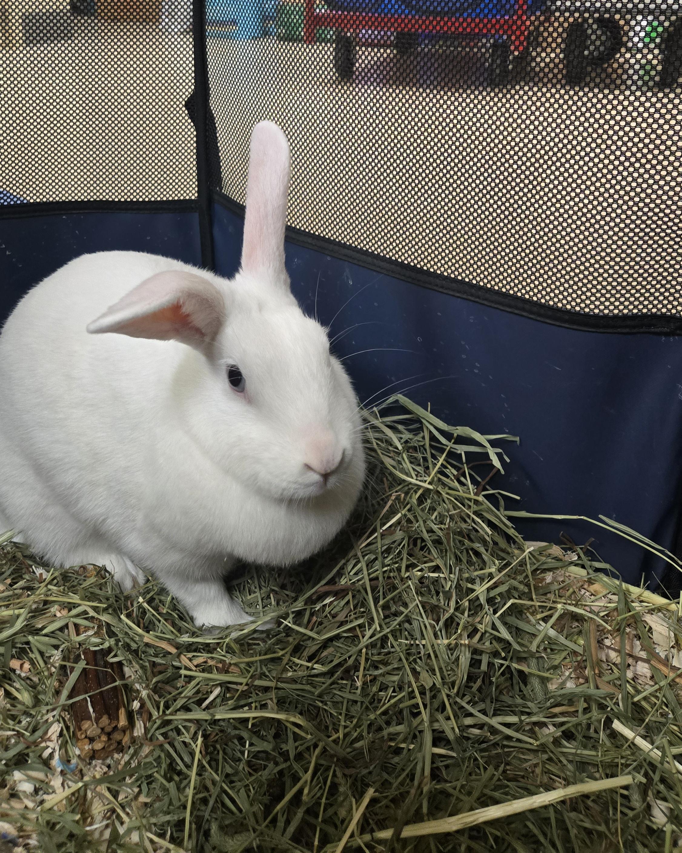 Snowball